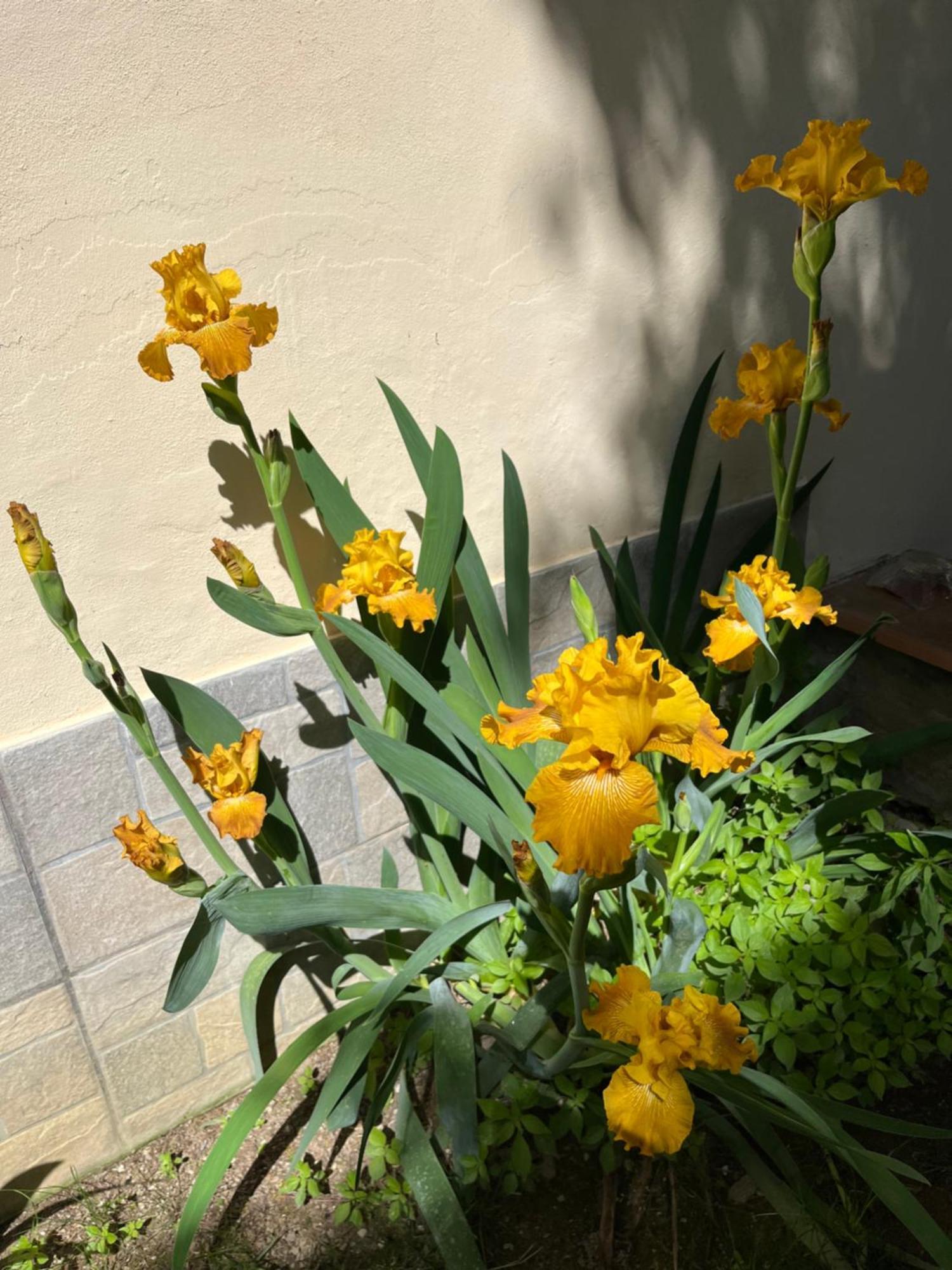 Dalu Florence Apartment Lucilla - Private Car Park 15 Minutes To The City Center Esterno foto